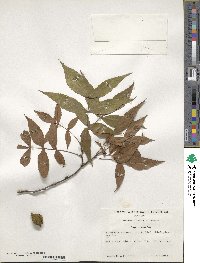 Carya floridana image