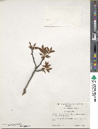 Carya floridana image