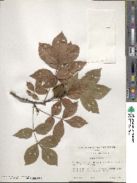 Carya floridana image