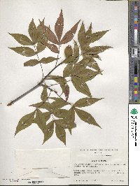 Carya floridana image