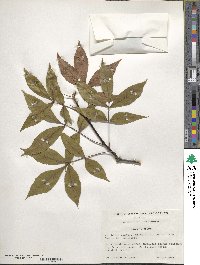 Carya floridana image