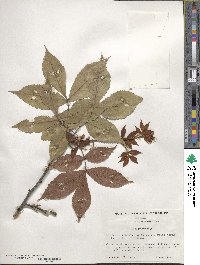 Carya floridana image