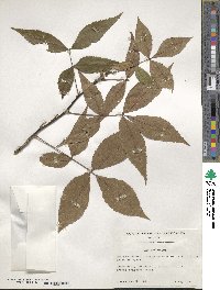 Carya floridana image