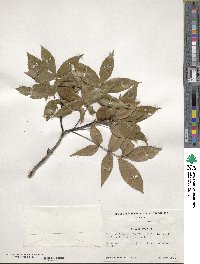 Carya floridana image