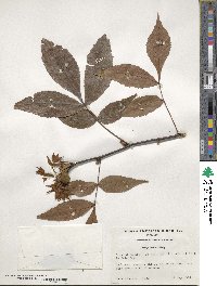 Carya floridana image