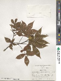 Carya floridana image