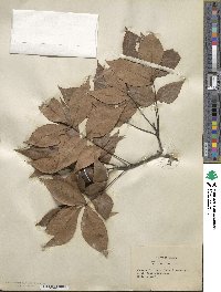 Carya floridana image