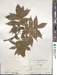 Carya floridana image