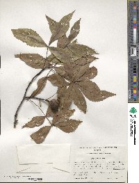 Carya floridana image