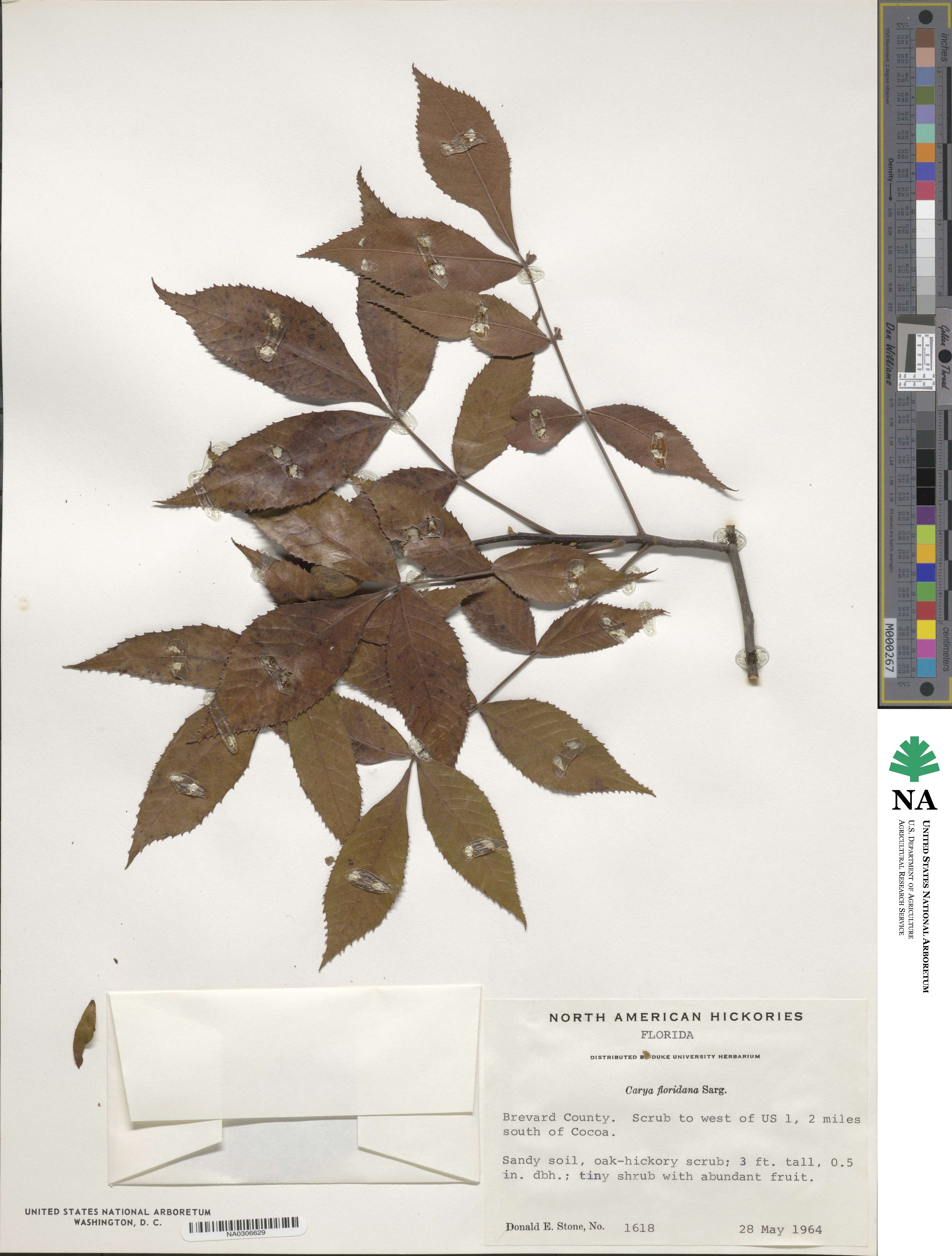 Carya floridana image