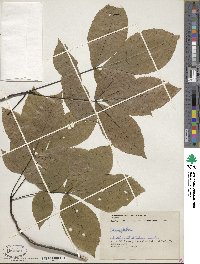 Carya glabra image