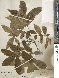 Carya glabra image