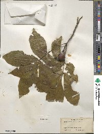 Carya glabra image