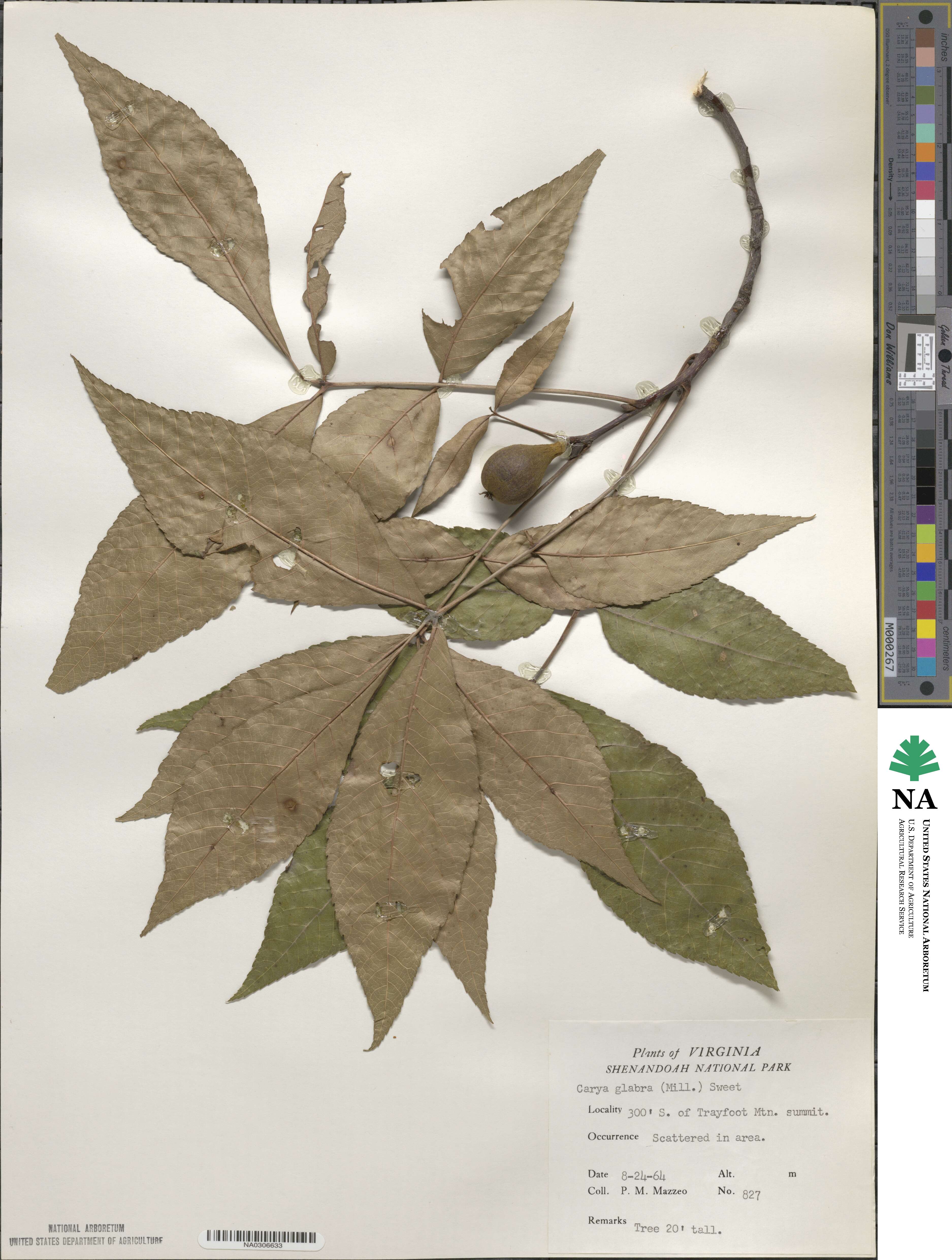 Carya glabra image