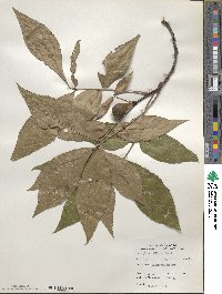 Carya glabra image