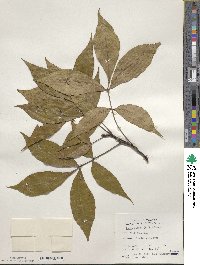 Carya glabra image