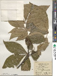 Carya glabra image