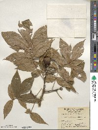 Carya glabra image