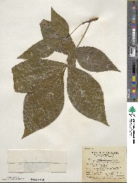 Carya glabra image