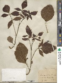 Carya glabra image