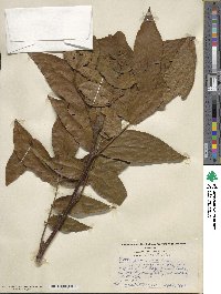 Carya glabra image