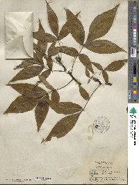 Carya glabra image