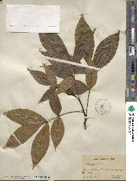 Carya glabra image