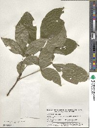 Carya glabra image