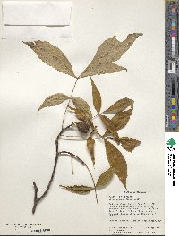 Carya glabra image