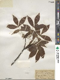 Carya glabra image