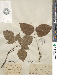 Carya glabra image