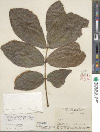 Carya glabra image