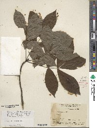 Carya glabra image