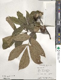 Carya glabra image