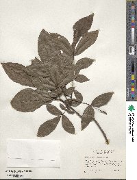 Carya glabra image