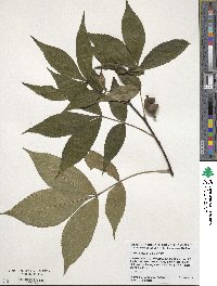 Carya glabra image