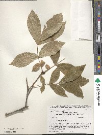 Carya glabra image