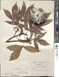 Carya glabra image