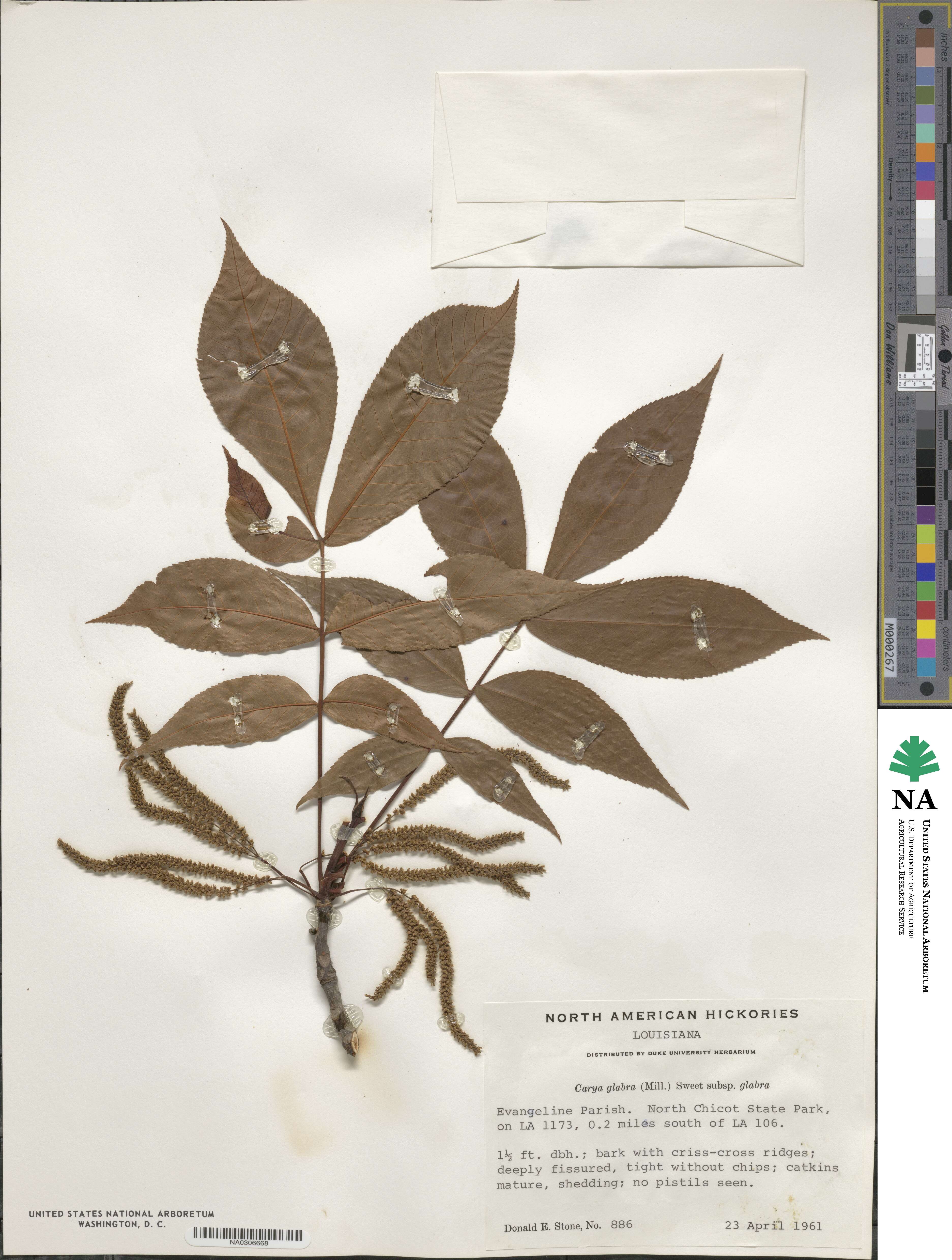 Carya glabra image