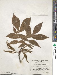 Carya glabra image