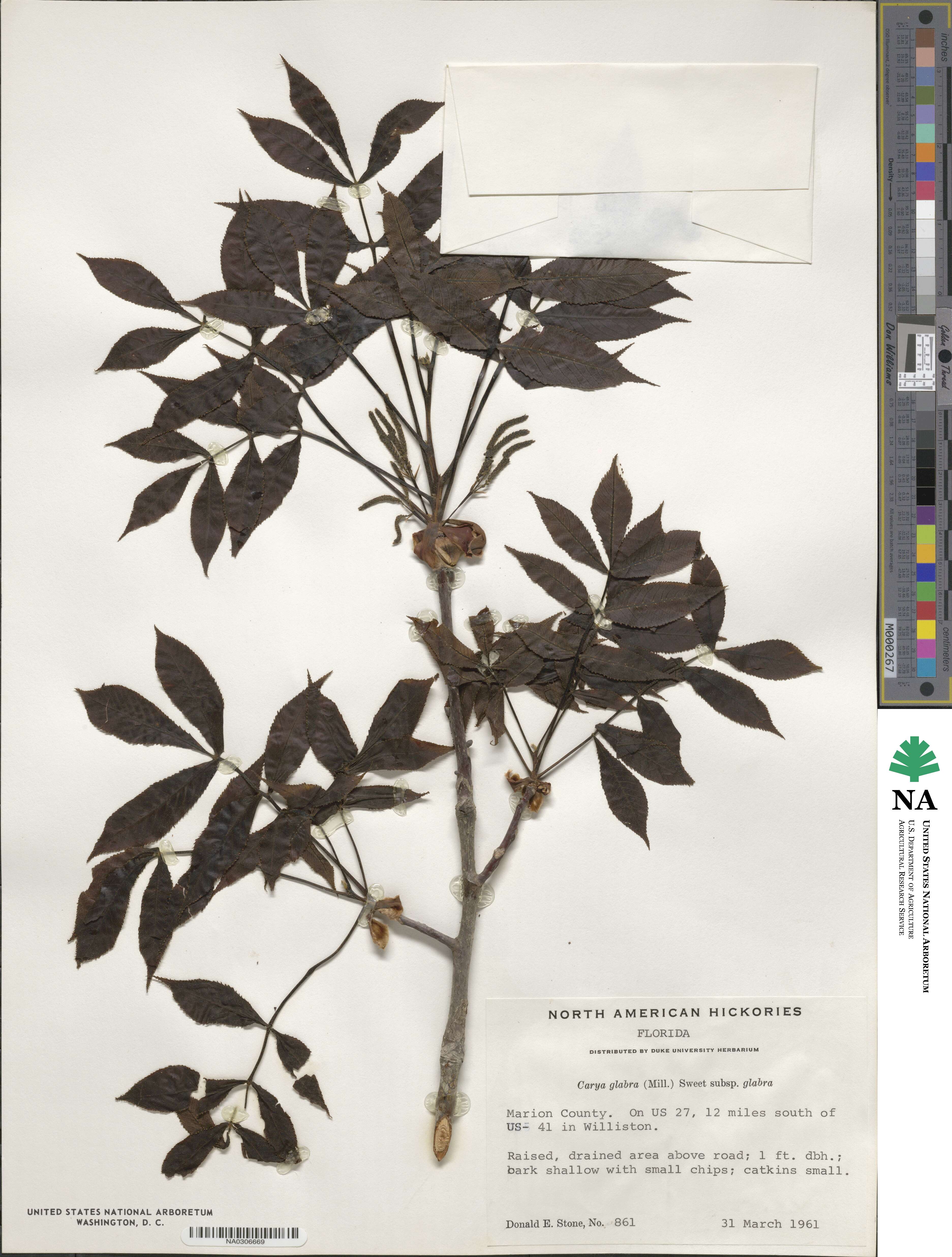 Carya glabra image