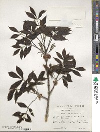 Carya glabra image