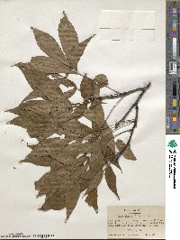 Carya glabra image