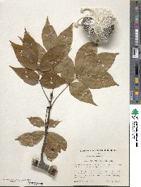 Carya glabra image