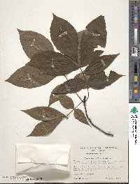 Carya glabra image