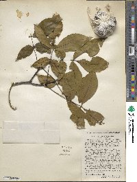 Carya glabra image