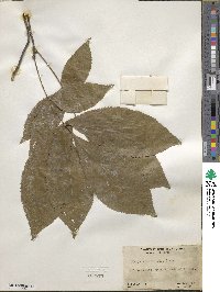 Carya glabra image