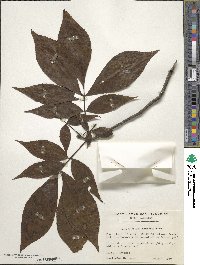 Carya glabra image