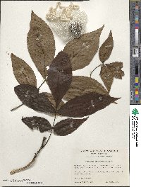 Carya glabra image