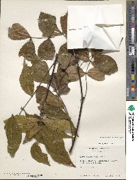 Carya glabra image